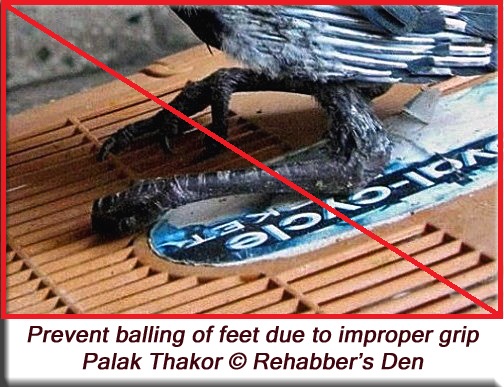 Handling young crows - prevent 'balling' of feet